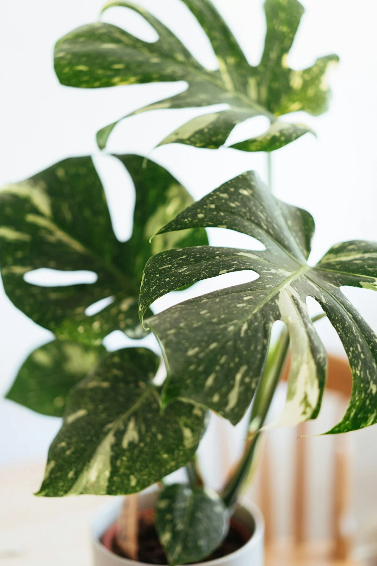 Detalhe de folhagem ornamental verde em vaso