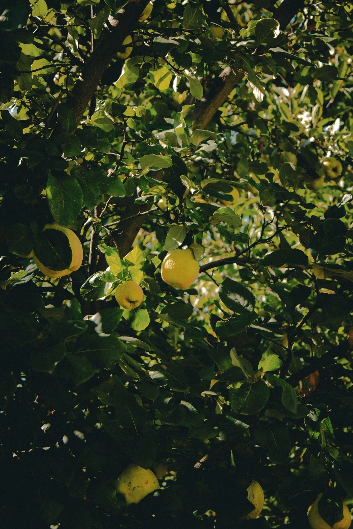Frutos amarelos entre folhas verdes de uma planta frutífera